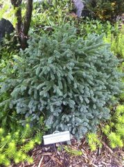 Black Spruce 'Nana'
