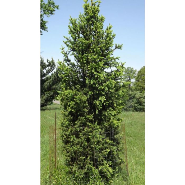 Black Spruce Wellspire
