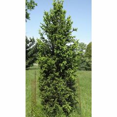 Black Spruce 'Wellspire'