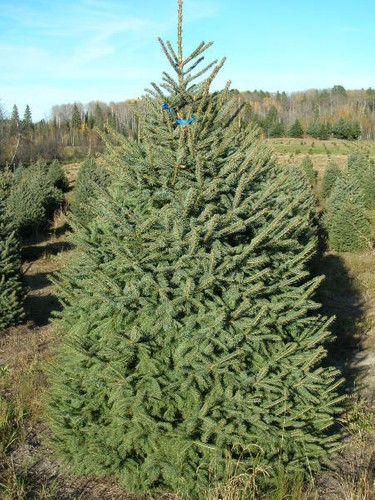 Meyers Spruce