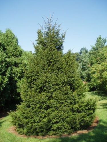 Caucasian Spruce, Oriental Spruce Gracilis