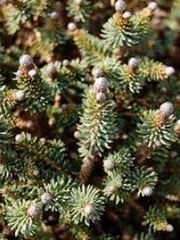 Blue Spruce, Colorado Spruce, Red Spruce 'Pocono'