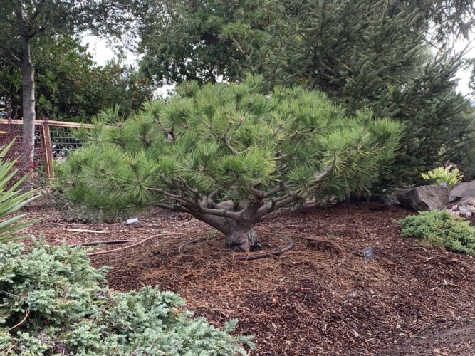 Hybrid Pine Jane Kluis