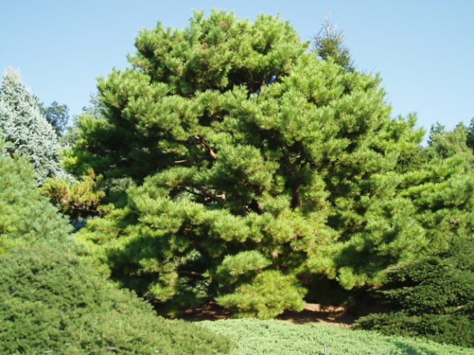 Japanese Red Pine Pygmaea