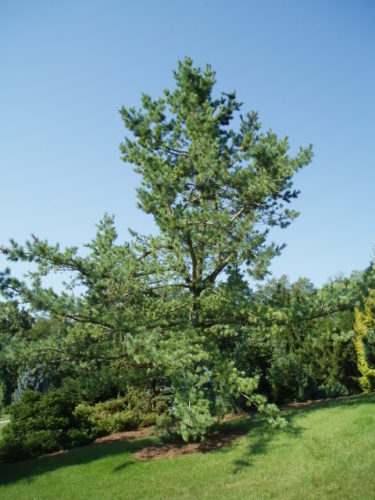 Limber Pine Glauca
