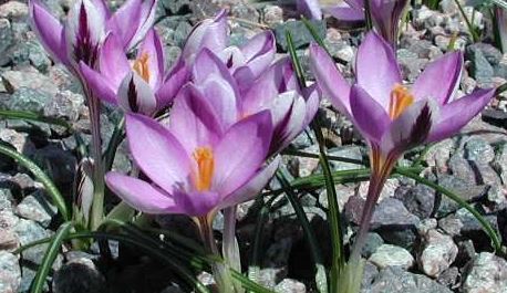 Species Crocus