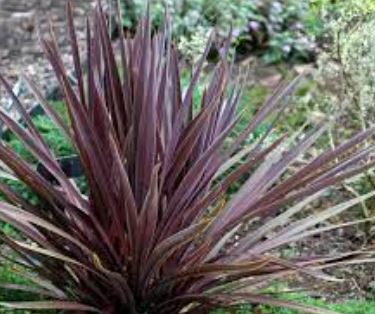 False Dracaena