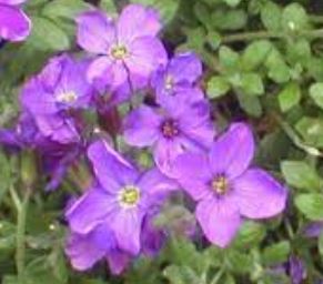Aubrieta, Common Rock Cress, Large Flowered Aubretia
