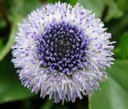 Globularia Species, Globe Daisy