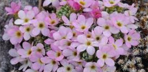 Androsace Species, Rock Jasmine