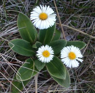 Celmisia Species, New Zealand Daisy
