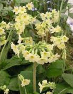 Primula Species, Paigle Primrose, True Oxlip