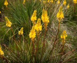Bulbinella Species, Maori Onion