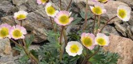 Ranunculus Species, Buttercup, Glacier Buttercup, Glacier Crow Foot