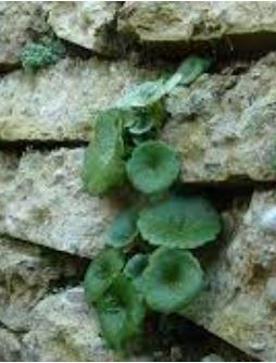 Umbilicus Species, Navelwort, Penny-Pies, Wall Pennywort
