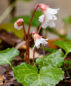 Oconee Bells