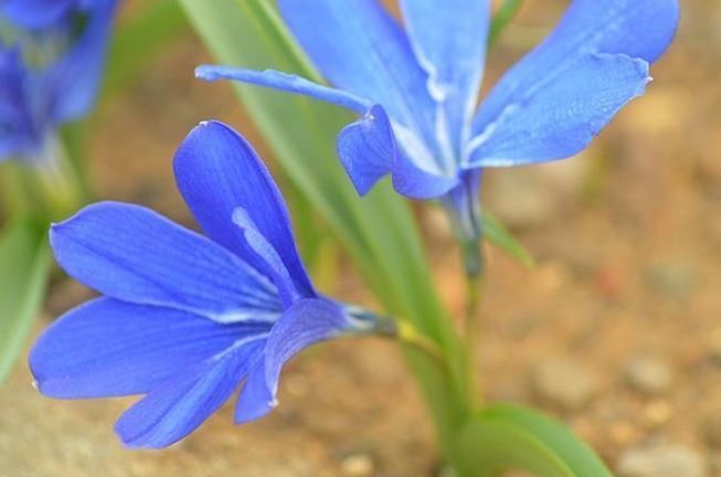 Chilean Blue Crocus