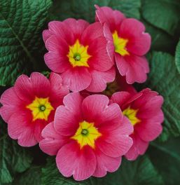 Primula Species, Primrose, Secund-Flowered Primrose