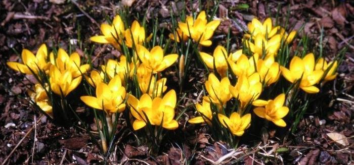 Snow Crocus, Golden Crocus Goldilocks