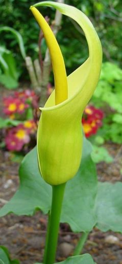 Arum Species