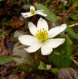 Mountain Marsh Marigold, White Marsh-Marigold