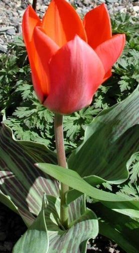 Greigii Tulip Toronto