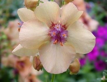Verbascum, Hybrid Mullein, Ornamental Mullein Jackie