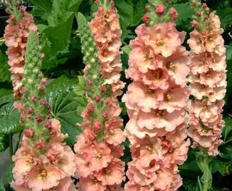 Verbascum, Hybrid Mullein, Ornamental Mullein Pink Petticoats
