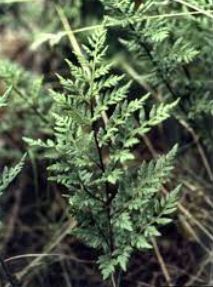 Cheilanthes Species, Rock Fern, Green Rockfern