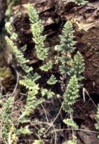 Cheilanthes Species, Bristly Cloak Fern, Woolly Cloak Fern