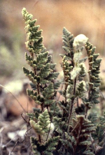 Cheilanthes Species, Woolly Cloak Fern