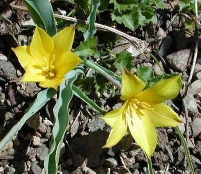 Kolpakowskis Tulip Kolpas Gem