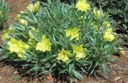 Oenothera, Evening Primrose, Sundrops Lemon Silver