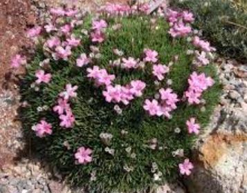 Acantholimon Species, Prickly Thrift