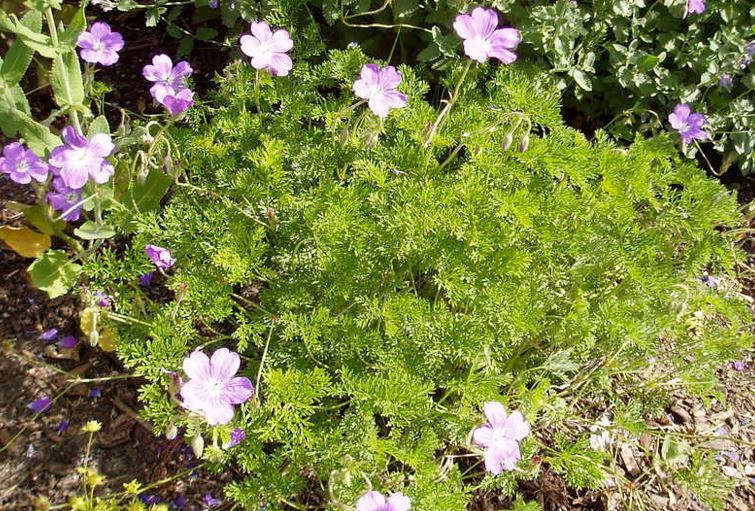 Geranium, Cape Cranesbill, Hardy Geranium LaVeta Lace