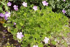 Geranium, Cape Cranesbill, Hardy Geranium 'LaVeta Lace'