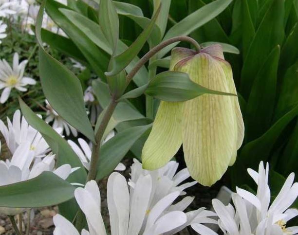 Fritillaria Species, Pale-Flowered Fritillary