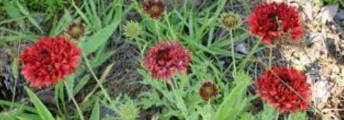 Gaillardia, Blanket Flower, Indian Blanket, Firewheel Red Plume