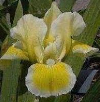 Standard Dwarf Bearded Iris Cream Cake