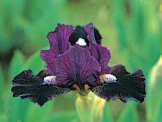Standard Dwarf Bearded Iris Dark Vader