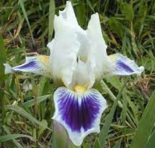 Standard Dwarf Bearded Iris Grape Orbit