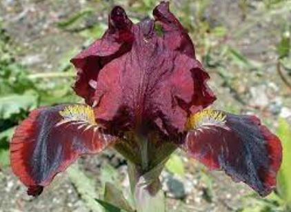 Standard Dwarf Bearded Iris Little Annie