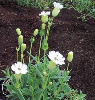 Silene, Sea Campion, Bladder Campion Compacta