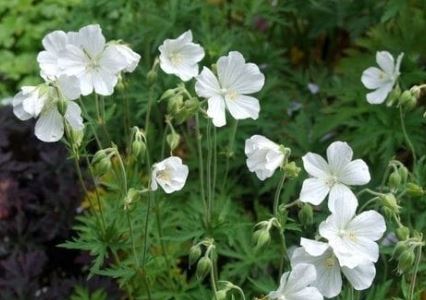 Geranium, Hardy Geranium, Meadow Cranesbill Albiflorum