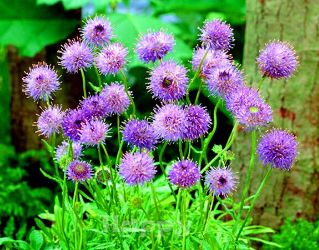 Jasione