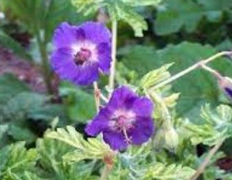 Geranium, Dusky Cranesbill, Hardy Geranium, Mourning Widow Margaret Wilson