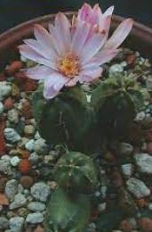 Anemonastrum Species, Blue Buttercup, Himalayan Thimbleweed