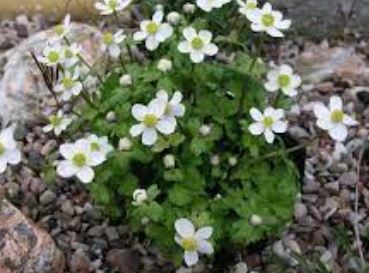 Diascia, Twinspur Ice Cracker