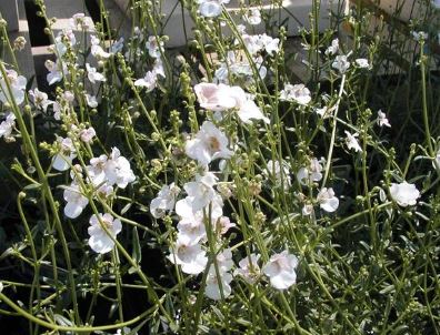 Silene Species, Lychnis