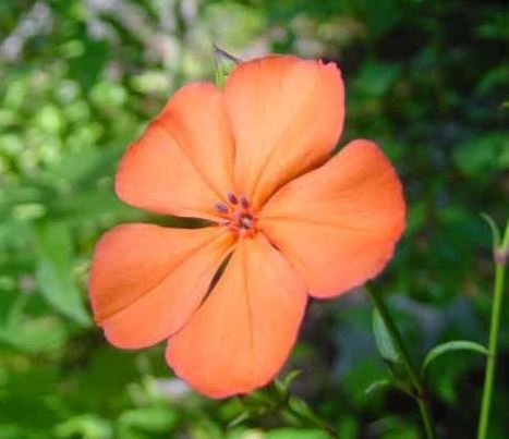Geranium, Dusky Cranesbill, Hardy Geranium, Mourning Widow Lily Lovell